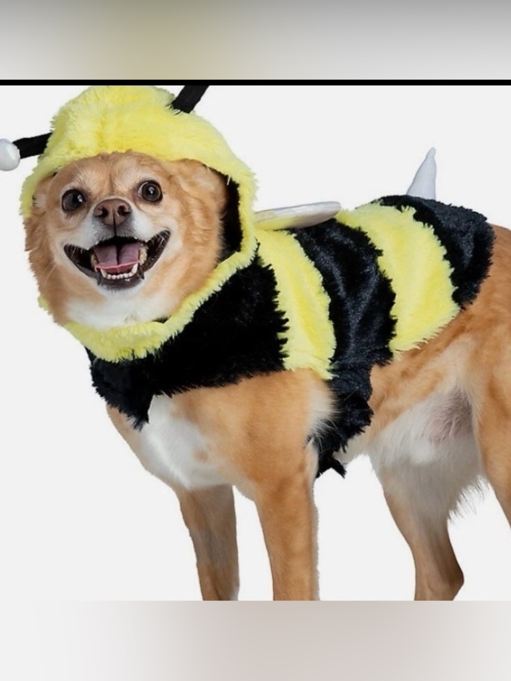NWT Thrills & Chills Bee Costume M Dog Halloween Costume
- Small Pet Outfit